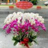 Chậu lan hồ điệp - LHD13